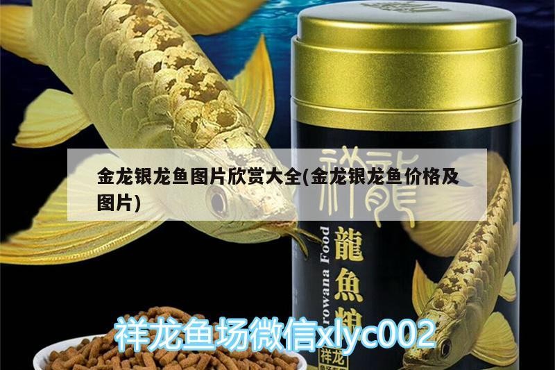 金龍銀龍魚圖片欣賞大全(金龍銀龍魚價格及圖片)