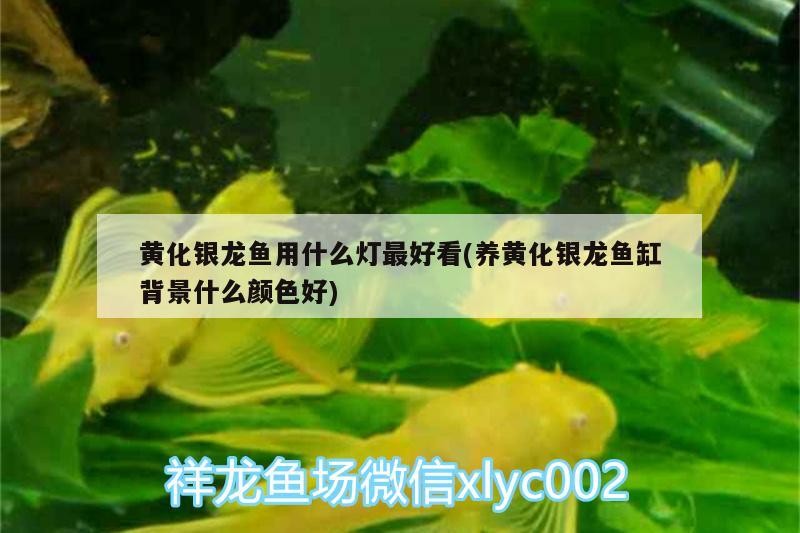 黃化銀龍魚(yú)用什么燈最好看(養(yǎng)黃化銀龍魚(yú)缸背景什么顏色好)