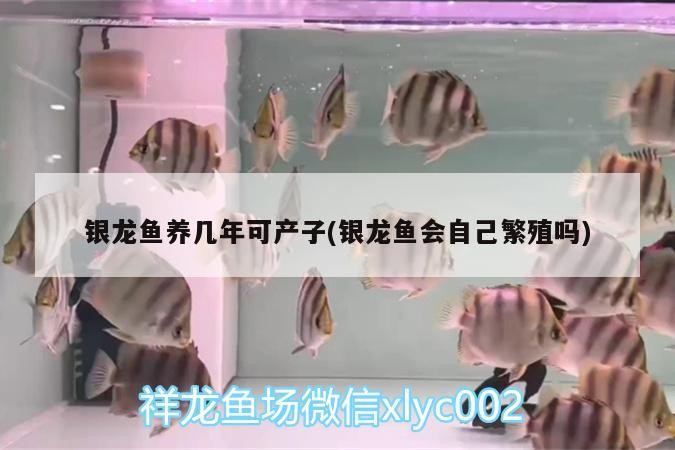 銀龍魚養幾年可產子(銀龍魚會自己繁殖嗎)