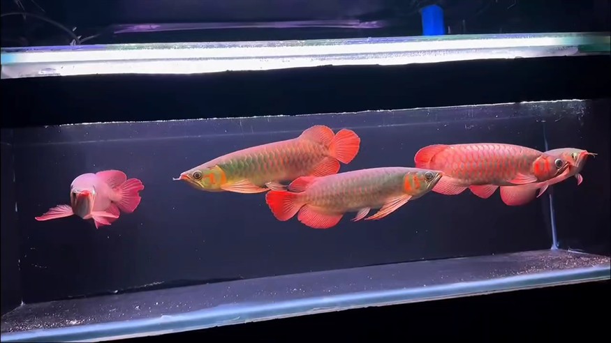養(yǎng)龍的中途都是混養(yǎng)
