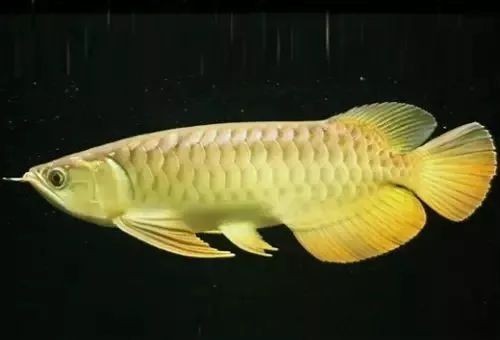龍魚到家10天不開口了正常嗎為什么