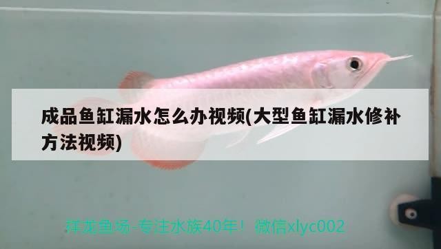 成品魚缸漏水怎么辦視頻(大型魚缸漏水修補方法視頻)