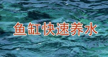 龍魚虎魚打架視頻（龍魚虎魚打架視頻大全）