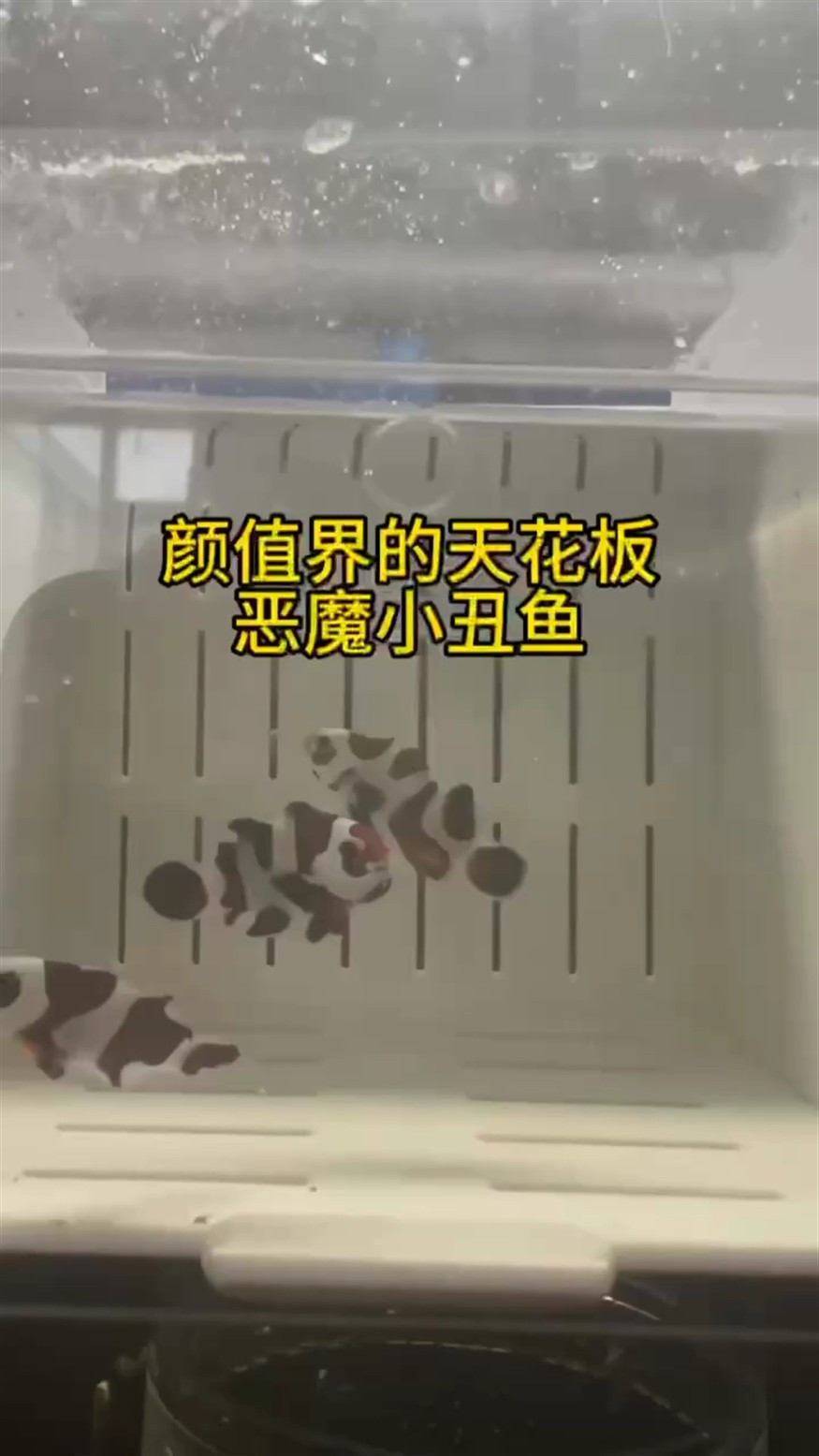 顏值界的天花板