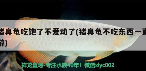 豬鼻龜吃飽了不愛(ài)動(dòng)了(豬鼻龜不吃東西一直游)