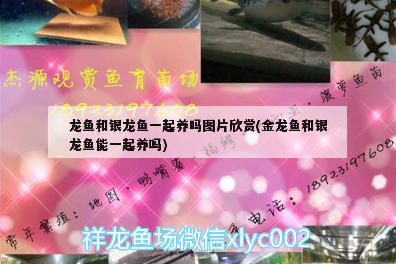 龍魚和銀龍魚一起養(yǎng)嗎圖片欣賞(金龍魚和銀龍魚能一起養(yǎng)嗎)