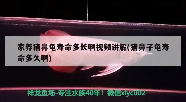 家養豬鼻龜壽命多長啊視頻講解(豬鼻子龜壽命多久啊)