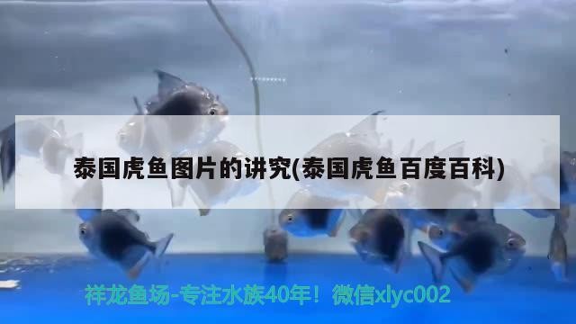 泰國虎魚圖片的講究(泰國虎魚百度百科)