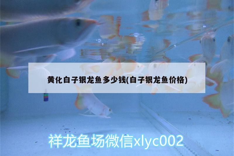 黃化白子銀龍魚多少錢(白子銀龍魚價格)