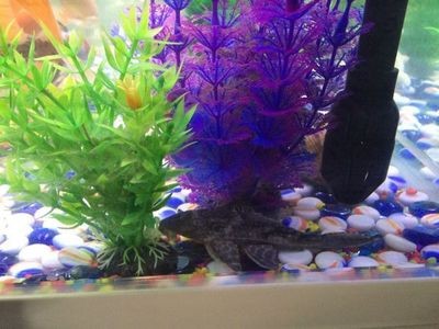 哈爾濱市道外區金魚魚缸漁具商店（哈爾濱做魚缸）