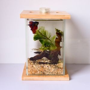 斗魚缸造景大賽視頻播放：斗魚缸造景的藝術與科學