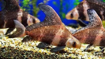 金老虎魚《金老虎魚有幾種》