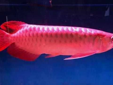 龍魚虎魚混養(yǎng)幾條合適呢（龍魚虎魚混養(yǎng)幾條合適呢） 龍魚虎魚混養(yǎng)幾條合適呢（龍魚虎魚混養(yǎng)幾條合適呢） 虎魚百科