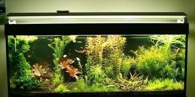 保持魚缸水清冼一年不用換水：在探討如何保持魚缸水清冼一年不用換水之前