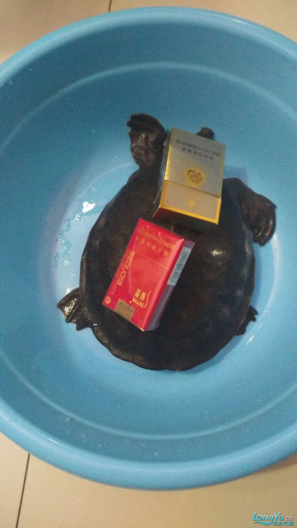 誠心出售純三印尼粗紋泰北大豬鼻龜