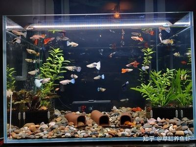 白色魚缸養什么魚好看：如何在小型魚缸中布置好看的場景