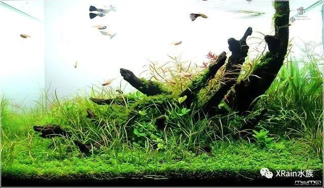 不用水草的魚缸造景好嗎：魚缸造景不一定需要水草