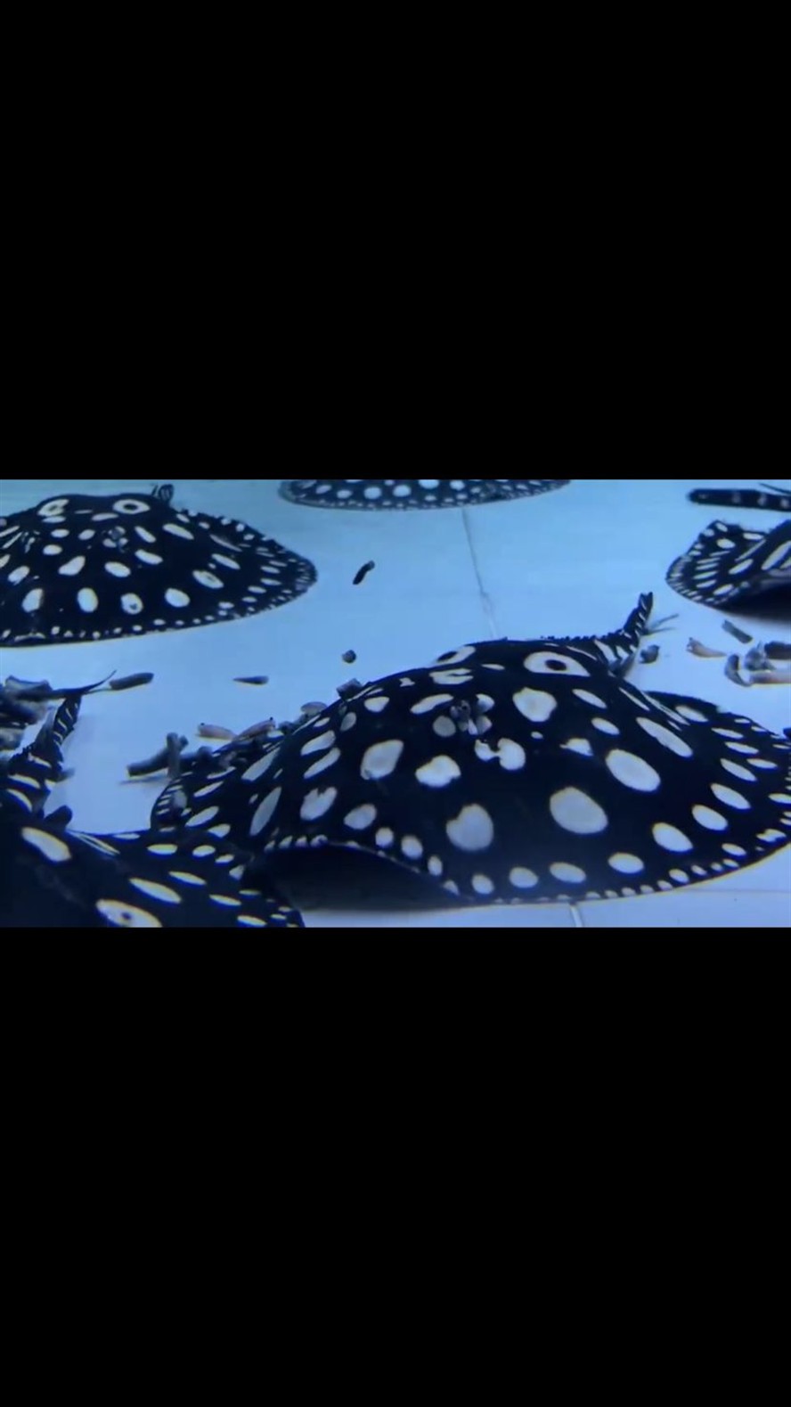 麗江水族館魟魚難飼養嗎？