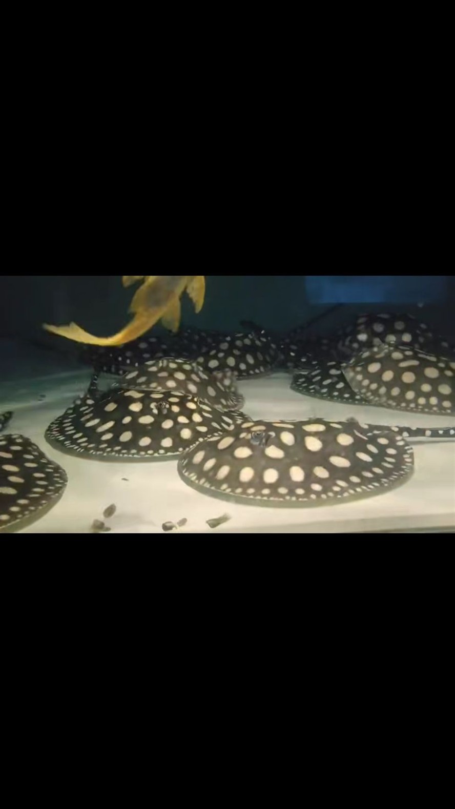 麗江水族館魟魚難飼養嗎？