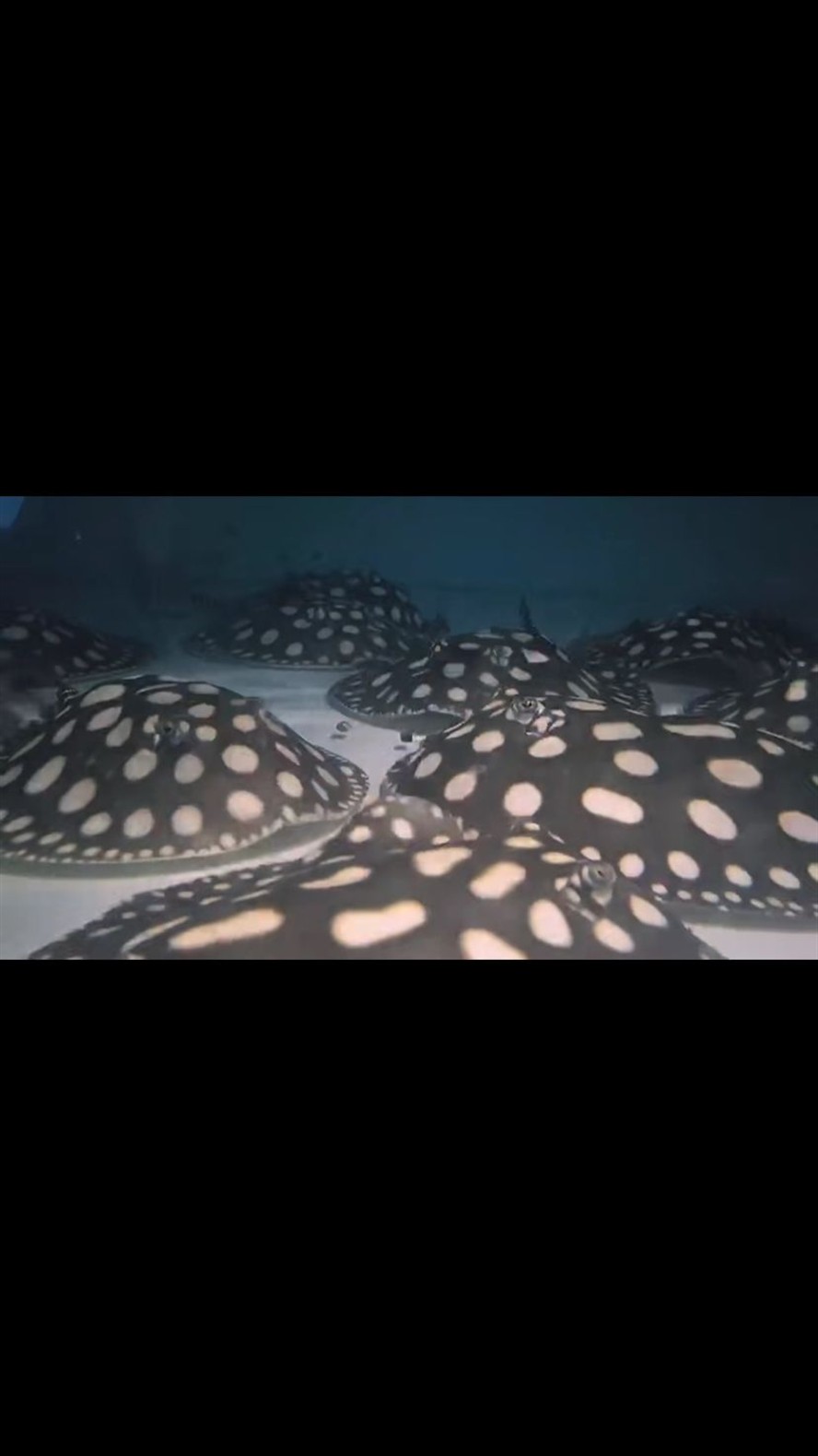 麗江水族館魟魚難飼養(yǎng)嗎？
