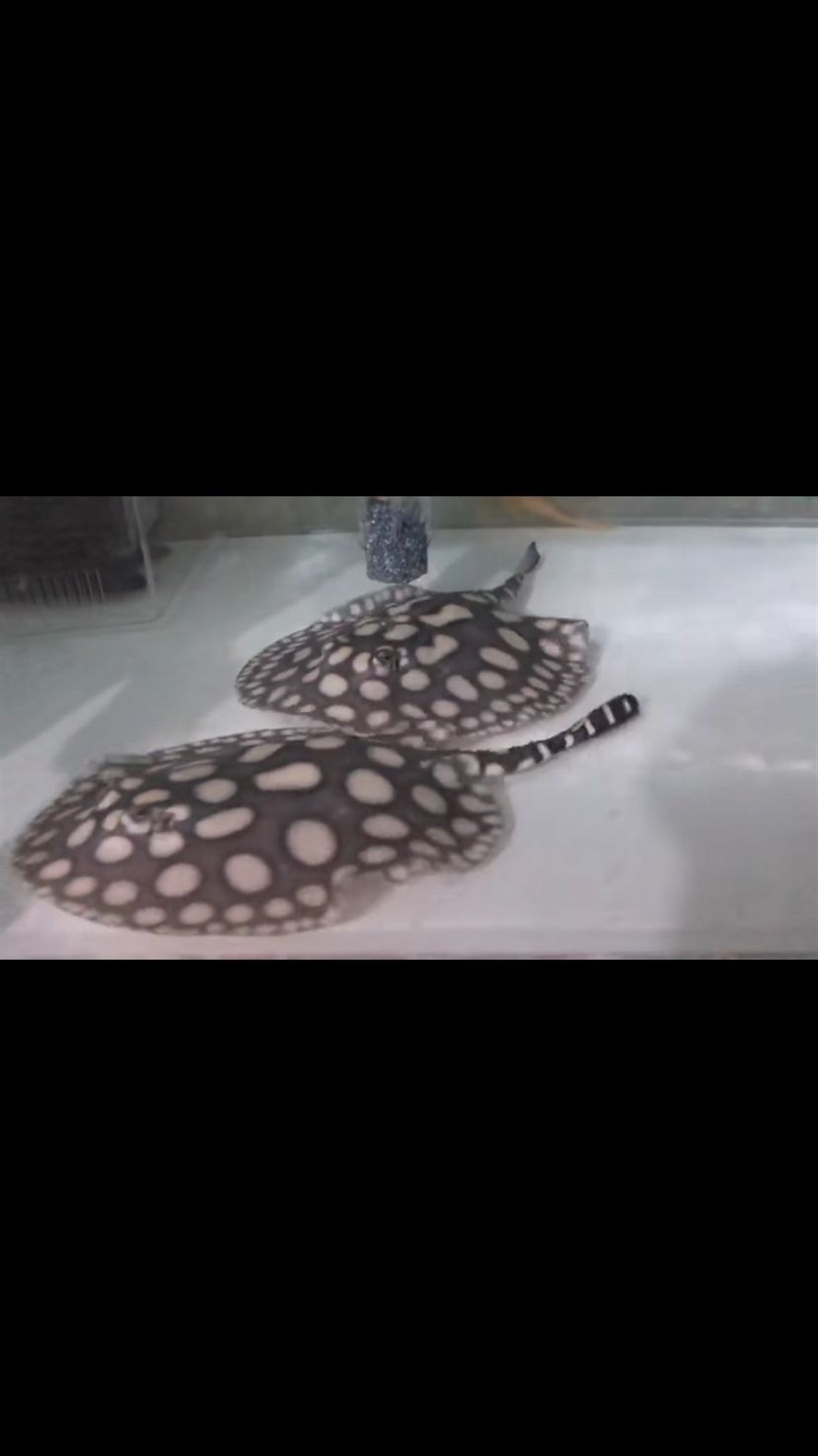 麗江水族館魟魚難飼養(yǎng)嗎？