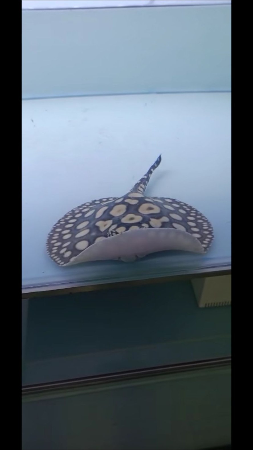 麗江水族館魟魚難飼養(yǎng)嗎？