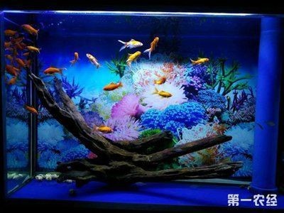龍魚和虎魚怎樣搭配好看視頻大全（龍魚和虎魚怎樣搭配好看視頻大全圖片）
