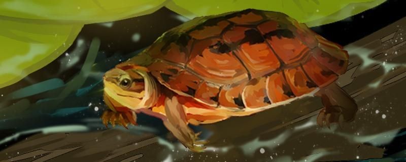 虎紋恐龍魚有哪些天敵（ctenoluciushujeta的虎紋恐龍魚的天敵是什么）