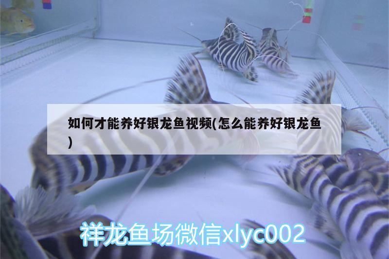 如何才能養好銀龍魚視頻(怎么能養好銀龍魚)