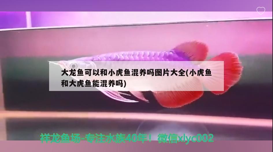 大龍魚可以和小虎魚混養嗎圖片大全(小虎魚和大虎魚能混養嗎)