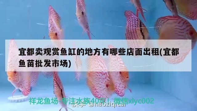 宜都賣觀賞魚缸的地方有哪些店面出租(宜都魚苗批發市場)