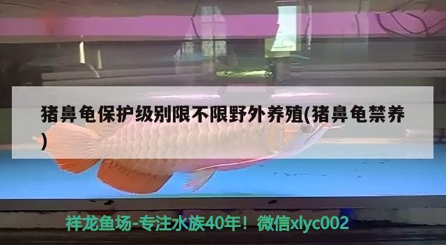 豬鼻龜保護級別限不限野外養(yǎng)殖(豬鼻龜禁養(yǎng))