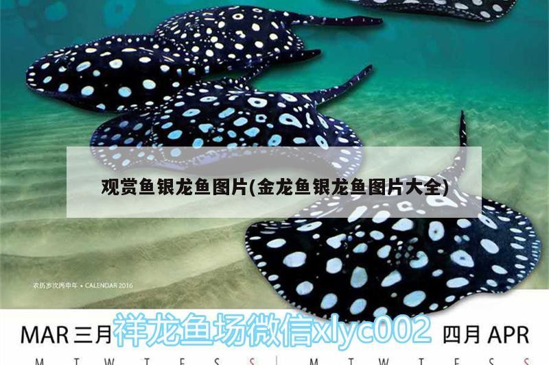 觀賞魚銀龍魚圖片(金龍魚銀龍魚圖片大全)