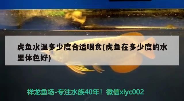 虎魚水溫多少度合適喂食(虎魚在多少度的水里體色好)