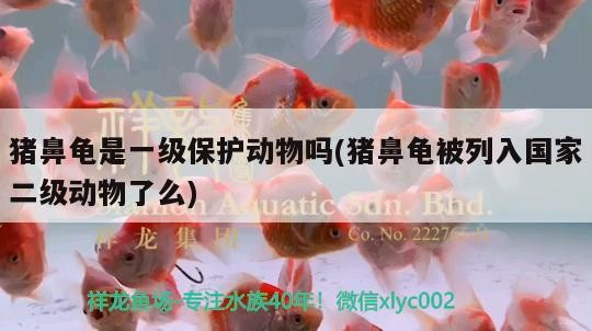 豬鼻龜是一級保護(hù)動物嗎(豬鼻龜被列入國家二級動物了么)