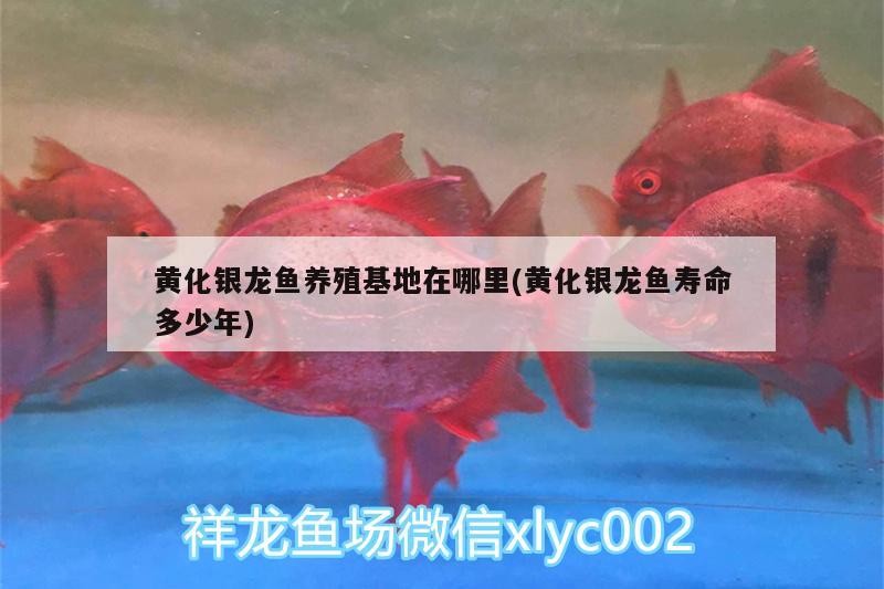 黃化銀龍魚養殖基地在哪里(黃化銀龍魚壽命多少年)