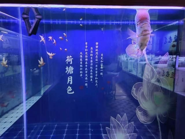 大魚缸魚便怎么清理：如何清理大魚缸魚便