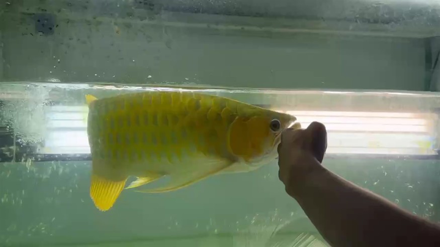 大白條