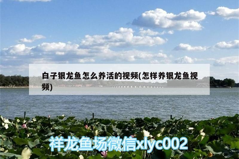 白子銀龍魚怎么養活的視頻(怎樣養銀龍魚視頻)