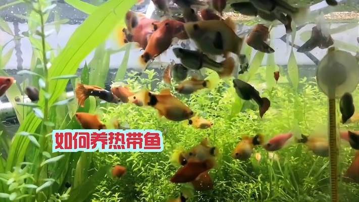 威海經濟技術開發區裕龍源水族館（威海經濟技術開發區裕龍源水族館地址）