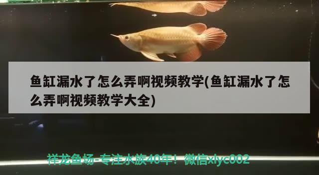魚缸漏水了怎么弄啊視頻教學(魚缸漏水了怎么弄啊視頻教學大全)