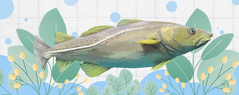 鱈魚(yú)為什么沒(méi)有魚(yú)頭為什么沒(méi)有內(nèi)臟