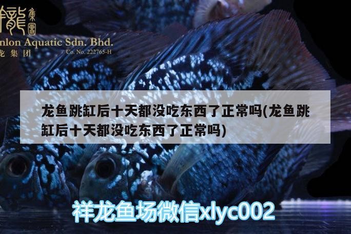 虎頭鯊可以和銀龍魚混養(yǎng)嗎(虎頭鯊可以和銀龍魚混養(yǎng)嗎)