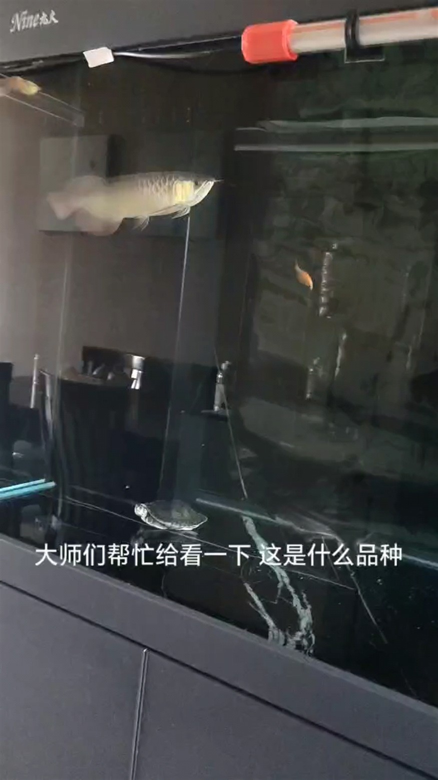 也不知道這是什么品種