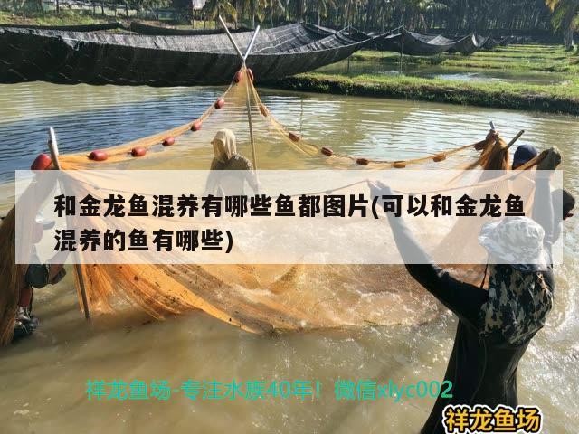 銀龍魚飼養技巧圖解大全視頻(新手養銀龍魚教學)