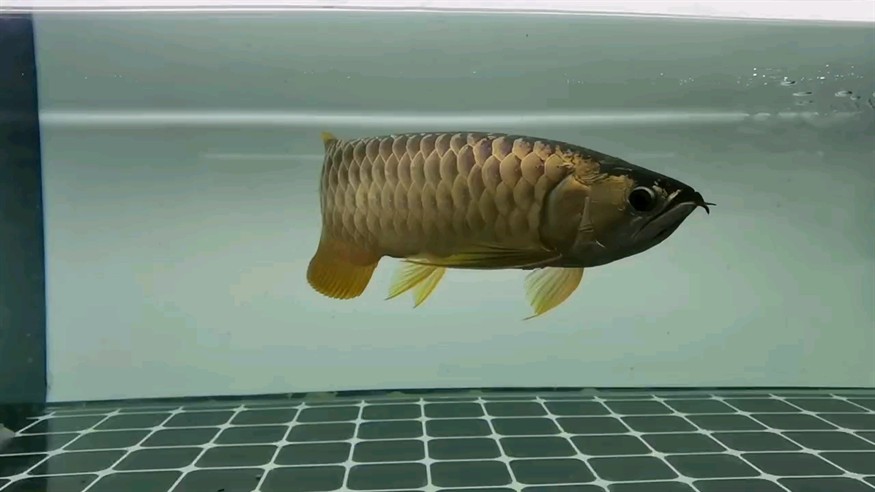 又快中秋節了