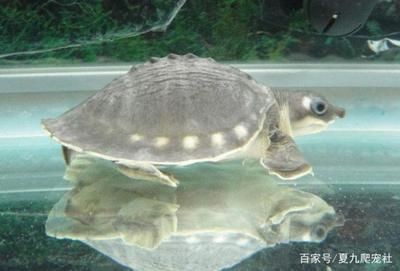 豬鼻龜長的快嗎還是慢呢視頻：豬鼻龜吃什么長得快