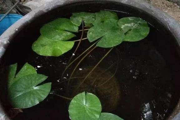 不用清理的魚缸怎么養(yǎng)魚：不用清理魚缸的養(yǎng)魚方法