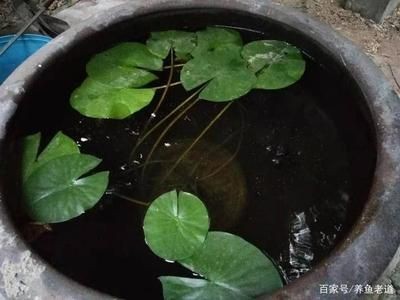 不用清理的魚缸怎么養(yǎng)魚：不用清理魚缸的養(yǎng)魚方法