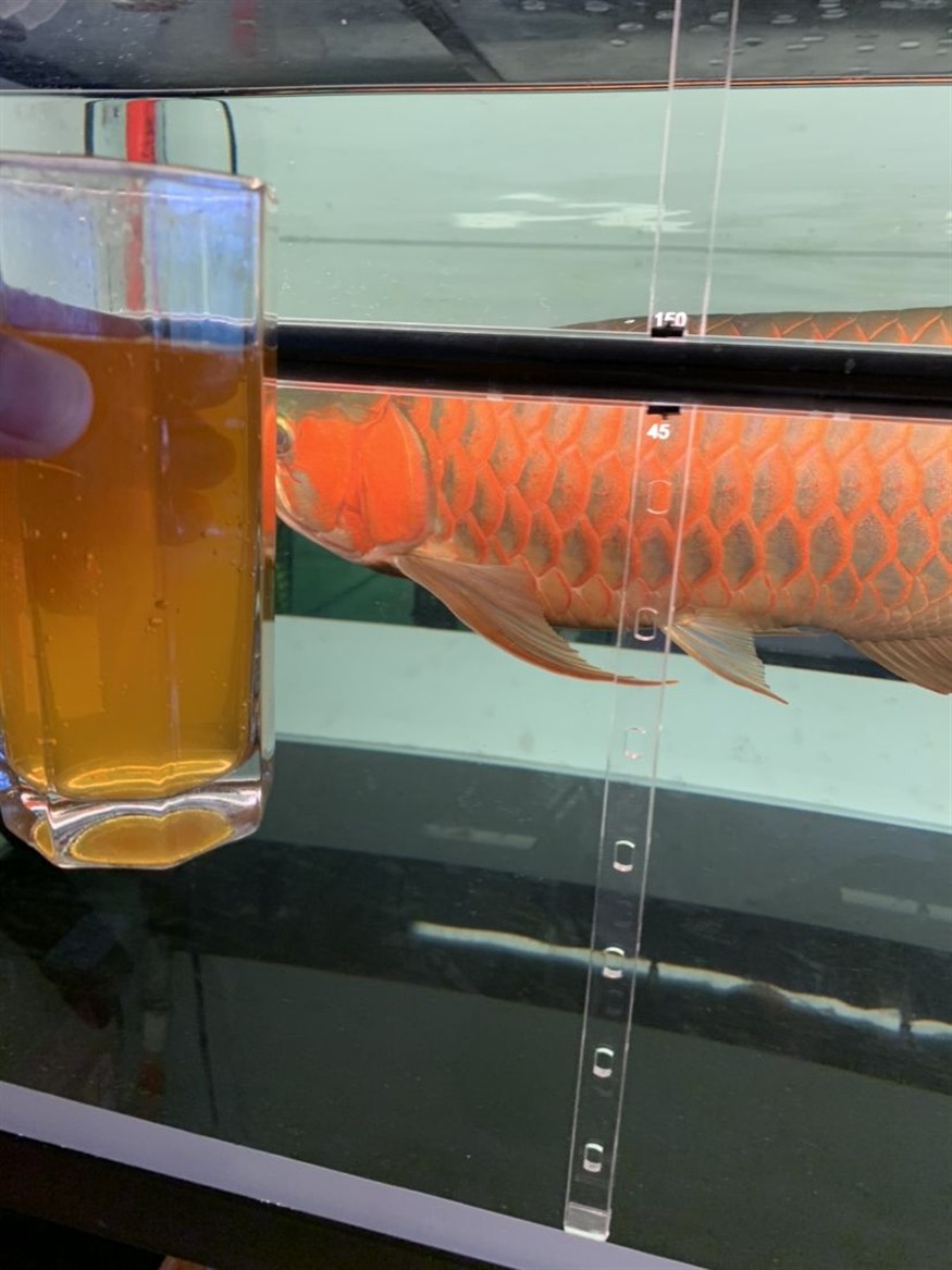 為什么回來再晚都要喂魚？